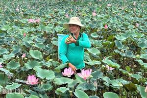 Nâng cao giá trị cho cây sen