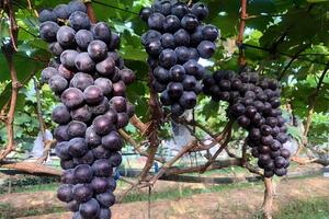 Xã Thuận An đẩy mạnh sản xuất nông nghiệp ứng dụng công nghệ cao