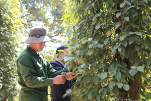 Giá tiêu hôm nay 22/7/2025: Trong nước đi ngang, thế giới giảm