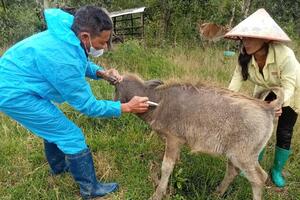 Phát hiện ổ dịch nghi lở mồm long móng tại xã biên giới