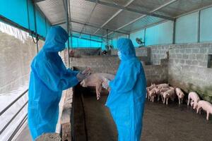 Lào Cai: Quyết liệt phòng, chống dịch tả lợn Châu Phi