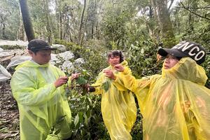 Quảng Ngãi: Hơn 5.000 cây sâm Ngọc Linh bị hư hại do mưa lớn