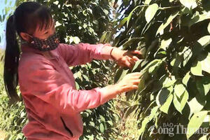 Giá tiêu hôm nay 1/8/2025: Thị trường trong nước phục hồi