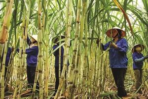 Ngành mía đường đối diện thách thức “sống còn”
