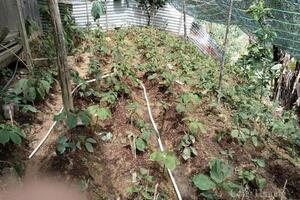 Đà Nẵng: Xã biên giới La Êê thoát nghèo nhờ sâm 7 lá