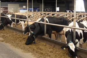 Đan Mạch đánh thuế khí mê-tan từ chăn nuôi bò, lợn, cừu từ năm 2030