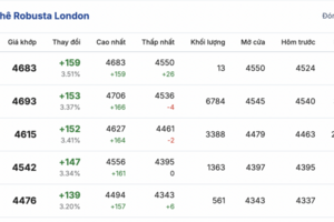 Giá cà phê hôm nay 4/11/2025: Cao nhất ở mức 117.000 đồng/kg