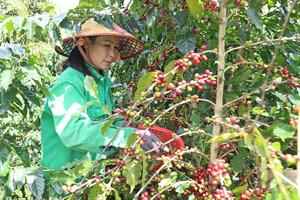 Nông dân vui, doanh nghiệp thêm áp lực