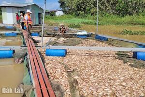 Người nuôi cá lồng bè lao đao sau lũ lớn