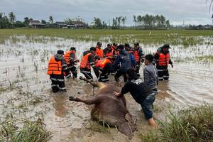 Sẵn sàng vật tư xử lý môi trường chăn nuôi cho các địa bàn bị mưa lũ