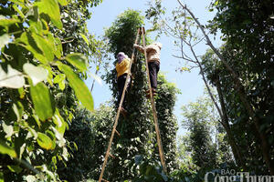 Giá tiêu hôm nay 24/11/2025: Bật tăng mạnh