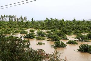 Triển khai các biện pháp cấp bách để khôi phục sản xuất sau mưa lũ