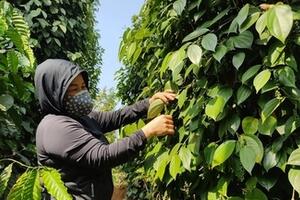 Giá tiêu hôm nay 26/11/2025: Tăng nhẹ cục bộ