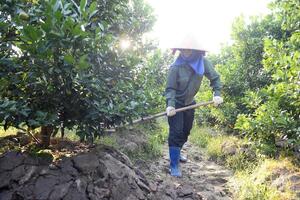 Thanh Hóa: Nông dân trồng quất Tết tất bật, quả chưa chín đã kín đơn