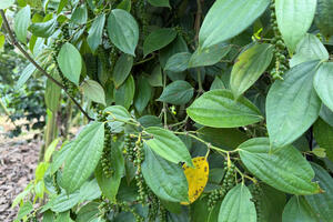 Giá tiêu hôm nay 5/12/2025: Tăng vài nơi