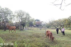 Ea Rốk nỗ lực hỗ trợ sinh kế cho hộ nghèo