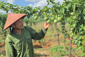 Chanh leo tăng trưởng thần tốc, lập kỷ lục xuất khẩu