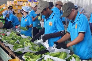 Gia Lai: Tái cơ cấu nông sản theo hướng thị trường