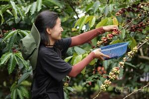 Giá cà phê hôm nay 30/12/2025: Quay đầu giảm mạnh