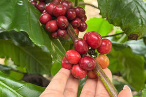 Giá cà phê hôm nay 31/12/2025: Đảo chiều tăng trở lại