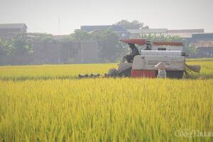 Xuất khẩu gạo 2026: Giữ nhịp ổn định?