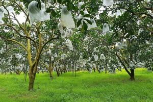 Khi nông sản trở thành cầu nối gắn kết gia đình