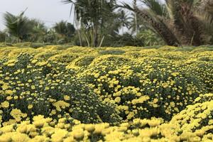 TikTok Shop hỗ trợ nhà vườn tiêu thụ hơn 2.500 chậu cúc mâm xôi nở sớm