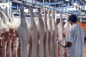 Giá heo thịt, heo giống ở Đồng Tháp cận Tết sốt giá, người nuôi lãi cao