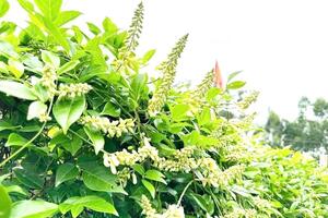 Xây dựng niềm tin 3 nhà nhìn từ cây sâm Nam Núi Dành