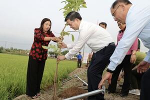 Cần Thơ phát động Tết trồng cây, kỳ vọng vụ lúa Đông Xuân thắng lợi