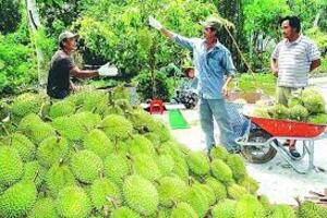Xuất khẩu sầu riêng sang Trung Quốc: Chất lượng quyết định thành công