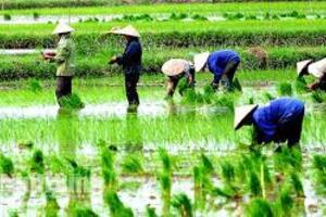 Năm 2023, tổng diện tích gieo trồng toàn tỉnh 133.500ha