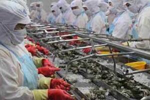 Tháng 11/2022, xuất khẩu tôm sang thị trường Trung Quốc tăng 88%