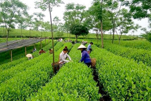 Chuyện làm chè an toàn của Trịnh Xuân Thanh