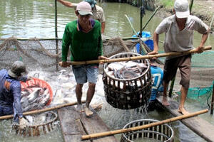 Cá tra "chiến lược" của Việt Nam trong cơn bĩ cực