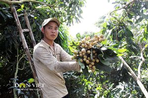 “Lên đời” cho xoài, nhãn chinh phục thị trường khó tính