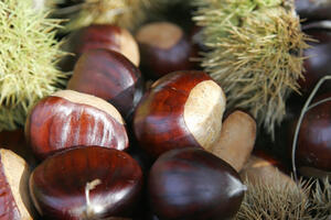 Hạt dẻ Trùng Khánh - thứ quả quý của Cao Bằng