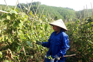 Cây dưa sống khỏe, “trẻ lâu” nhờ NPK Văn Điển