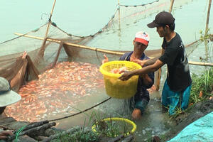 Đồng Tháp: Cá diêu hồng giống giảm giá
