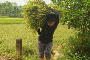 Lúa cháy đen, dân Quảng Nam cắt cho bò ăn