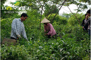 Làm VietGAP để vực dậy ngành chè