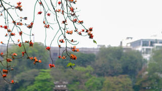 Hoa gạo tháng 3 'thắp lửa' một góc trời Hà Nội
