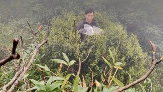 Khám phá đường đá cổ Pavi và rừng chè cổ thụ giữa đại ngàn Sin Suối Hồ