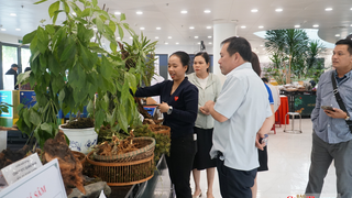 Lễ hội Sâm Ngọc Linh và Dược liệu 2026: Kết quả thương mại ấn tượng