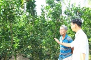 Diện tích cây lâu năm  cho sản phẩm tăng 7,5%