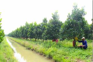 Xã Song Phú: Cơ cấu lại ngành nông nghiệp theo hướng hiệu quả, bền vững