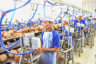 Tập trung phát triển ngành dừa