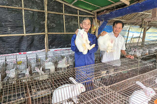 Trung Hiệp với mô hình chăn nuôi hiệu quả kinh tế cao