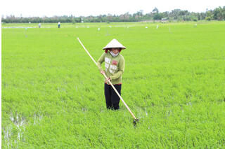 Phòng trừ sâu bệnh trên lúa Đông Xuân