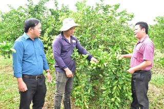 Điểm sáng từ mô hình hợp tác xã nông nghiệp